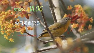 Birding Vlog Today 2024 05 03 今日观鸟记录分享 [upl. by Heisser658]