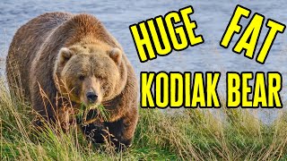 Fat Bear Giant Bear Huge Kodiak Brown Bear – Alaska Bears [upl. by Ahael]