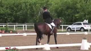 Approved stallion  2005 by StedingerDe Niro for sale [upl. by Esbensen917]