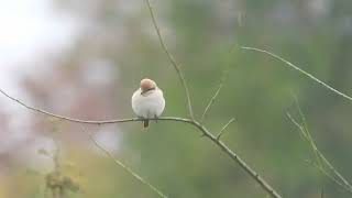 Isabelline Shrike Sp [upl. by Chas]