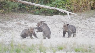 Grizzly bear cubs at play  cutest triplets ever [upl. by Base]