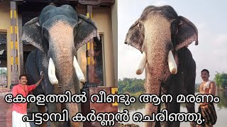 വീണ്ടുമൊരു ആന മരണം കേരളത്തിൽ  Pattambi sagar karnan elephant  Elephant died in kerala [upl. by Chak]