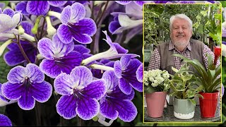 STREPTOCARPUS PRIMEVÈRE DU CAP  PLANTE À FLEURS ORIGINALES POUR LA MAISON Le Quotidien du Jardin [upl. by Voltmer]