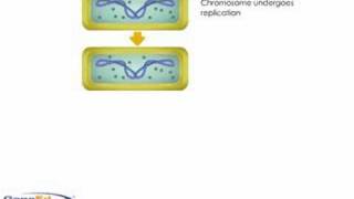 Bacterial asexual reproduction binary fission [upl. by Adnahsor]