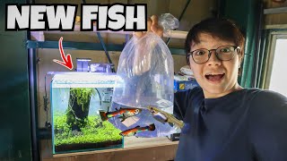 ADDING ENDLERS LIVEBEARERS to Nano Aquarium [upl. by Ahsiema]