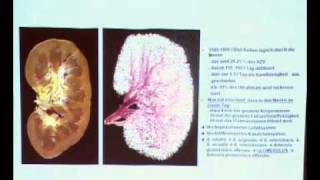 Anatomie I 1 Stunde Teil 1 [upl. by Oal]