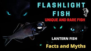 Flashlight Fish  Flashlight Fish facts  Lantern Fish  flashlightfish lanternfish [upl. by Ric]