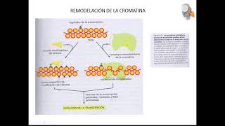 NIVELES DE COMPACTACION DEL ADN [upl. by Worsham323]