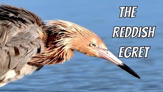 Reddish Egret in full mating plumage [upl. by Brigg120]