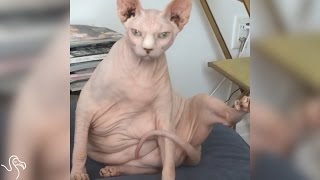 Hairless Cat Gets His Own Puppy [upl. by Enahpets]