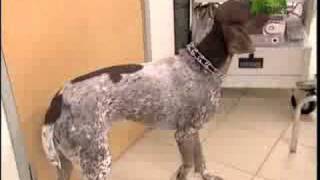 Breed All About It  German Shorthaired Pointer [upl. by Keiko789]