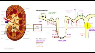 59  Fisiologia renale il nefrone lunità funzionale riassunto per il test di medicina [upl. by Argyres278]