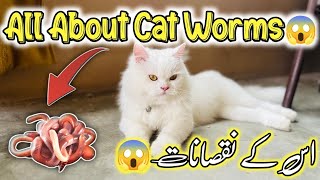 All About Cat Worms 🪱Everything You Need to Know About Worms in Cats  Symptoms of Cat Worms [upl. by Chilton]