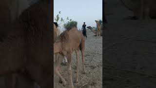 Understanding Camel Behavior Insights for Handlers shorts [upl. by Ferren568]