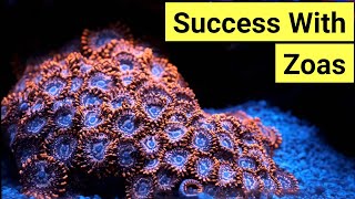 How To Keep Zoas  Zoanthid Care Guide [upl. by Acilejna496]