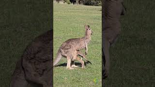 kangaroo with joy funnyanimal wildlife kangaroofacts nature adventure video photography vs [upl. by Illib]