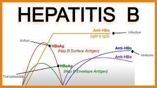 Hepatitis B SerologyInterpretation [upl. by Erdrich]