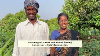 From Dryland to YearRound Harvests with Natural Farming  The Incredible Journey of Narayanappa [upl. by Ahsenyl]