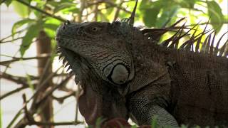 AGUAS TRANQUILAS  Documental Naturaleza HD 1080p  Grandes Documentales [upl. by Blinni]