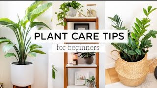 Houseplant Care N Grow Tips for Beginners 😇 Plants care tips plants care gardening gardeningtip [upl. by Stelmach70]