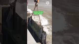 Farakka barrage gate open 2024shortvideo youtubeshorts shorts short [upl. by Astred]