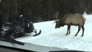 Yellowstone Elk Clips from around the national park [upl. by Atterbury584]