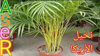 كيف يتم زراعه نخيل الاريكا وطرق العنايه بها Dypsis lutescens plant [upl. by D'Arcy]