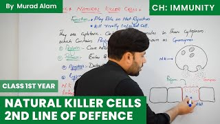 NK Cell Natural Killer Cell 2nd line of defence Biology 1st year in UrduHindi l Ch Immunity [upl. by Colombi]