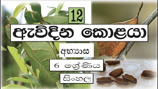 Grade 6 සිංහල  ඇවිදින කොළයා  අභ්‍යාස  Avidina Kolaya  Abhyasa [upl. by Egedan618]