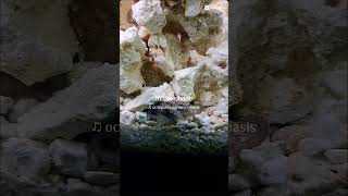 Octopus garden octopus video octopus octopusgarden kraken aquarium seacreature aquarium ocean [upl. by Gilberte]