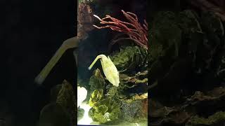 Longhorn Cowfish New York Aquarium video fish nature love enjoy travel explore like ocean [upl. by Eirrek]