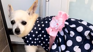 Doggy SHEIN Haul [upl. by Aniaz]