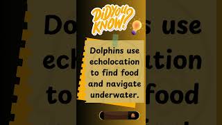 Dolphins use echolocation to find food and navigate underwaterDolphins Echolocation MarineLife🐬🔊 [upl. by Inacana]