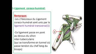 Articulation scapulohumérale [upl. by Alberto]