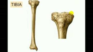 OSTEOLOGIA DE MIEMBRO INFERIOR 6 Diagnostico X [upl. by Norramic]