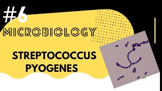 Streptococcus pyogenesmicrobiology [upl. by Llennhoj173]