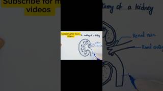 Human kidney anatomy youtube ytshorts youtubeshorts ilamparadise biologydiagrams [upl. by Lihka]