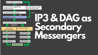 INOSITOL TRISPHOSPHATE IP3 amp DIACYLGLYCEROL DAG AS SECOND MESSENGERS [upl. by Trubow]