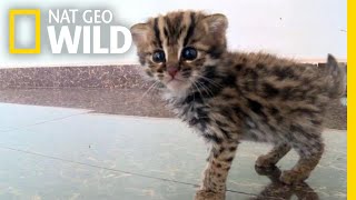 This Rescued Kitten Isnt Just Any Cat—Its a Wild Leopard Cat  Nat Geo Wild [upl. by Anailuj]