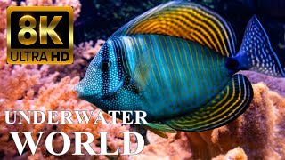 Underwater World 8K ULTRA HD – Marine Life Sea Animals and Coral Reef [upl. by Helfand]