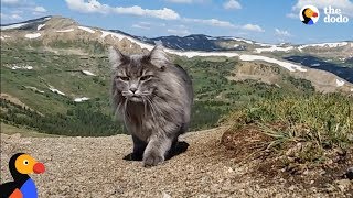 Adventure Cat Loves Swimming Climbing Mountains With Parents  The Dodo [upl. by Nunes]