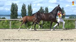 Lot 2 Hengstfohlen v Floricello x Stedinger [upl. by Nyleve]