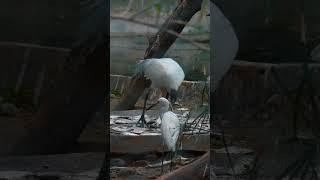 Panamaram Heronry Ecological Marvel in Kerala NatureAdventure BirdWatchingLife BirdBehavior [upl. by Erminie505]