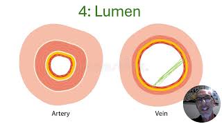 Arteries vs Veins  Circulatory System [upl. by Urbai363]