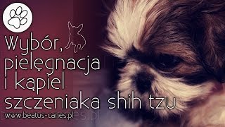 Wybór pielęgnacja i kąpiel szczeniaka shih tzu [upl. by Amhsirak]