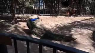 Jasper the peacock shedding his tail feathers  Easy Horse Care Rescue Centre [upl. by Ahsenauj]