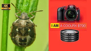 Trying Macro with Nikon B700 UHD 4K  SUPERNIC 52mm Close Up Lens Filter [upl. by Orapma]