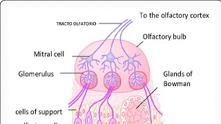 olfactory pathway olfaction physiologyENTsense of smell [upl. by Anaihr]