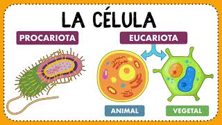 La célula Definición descubrimiento clasificación y funciones ✍🏻🤓 [upl. by Cindee270]