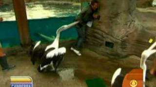 Pelican Attacks Aussie Weatherman [upl. by Asiilanna128]